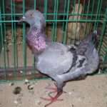maltese-pigeon.