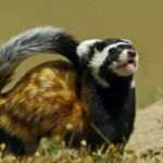 marbled-polecat