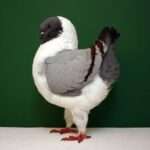 modena-pigeon