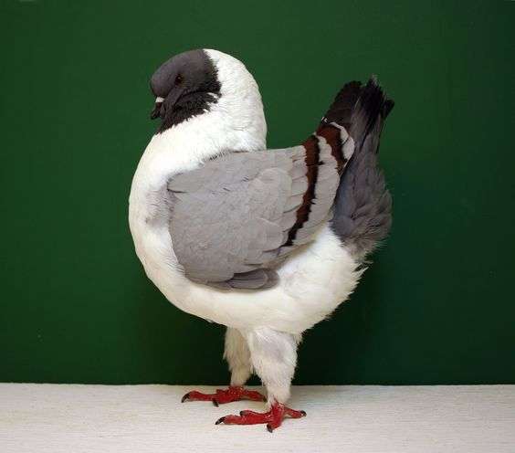 modena-pigeon