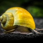 mystery-snail