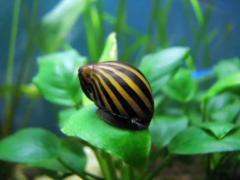 nerite-snail.