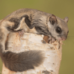 northern-flying-squirrel.