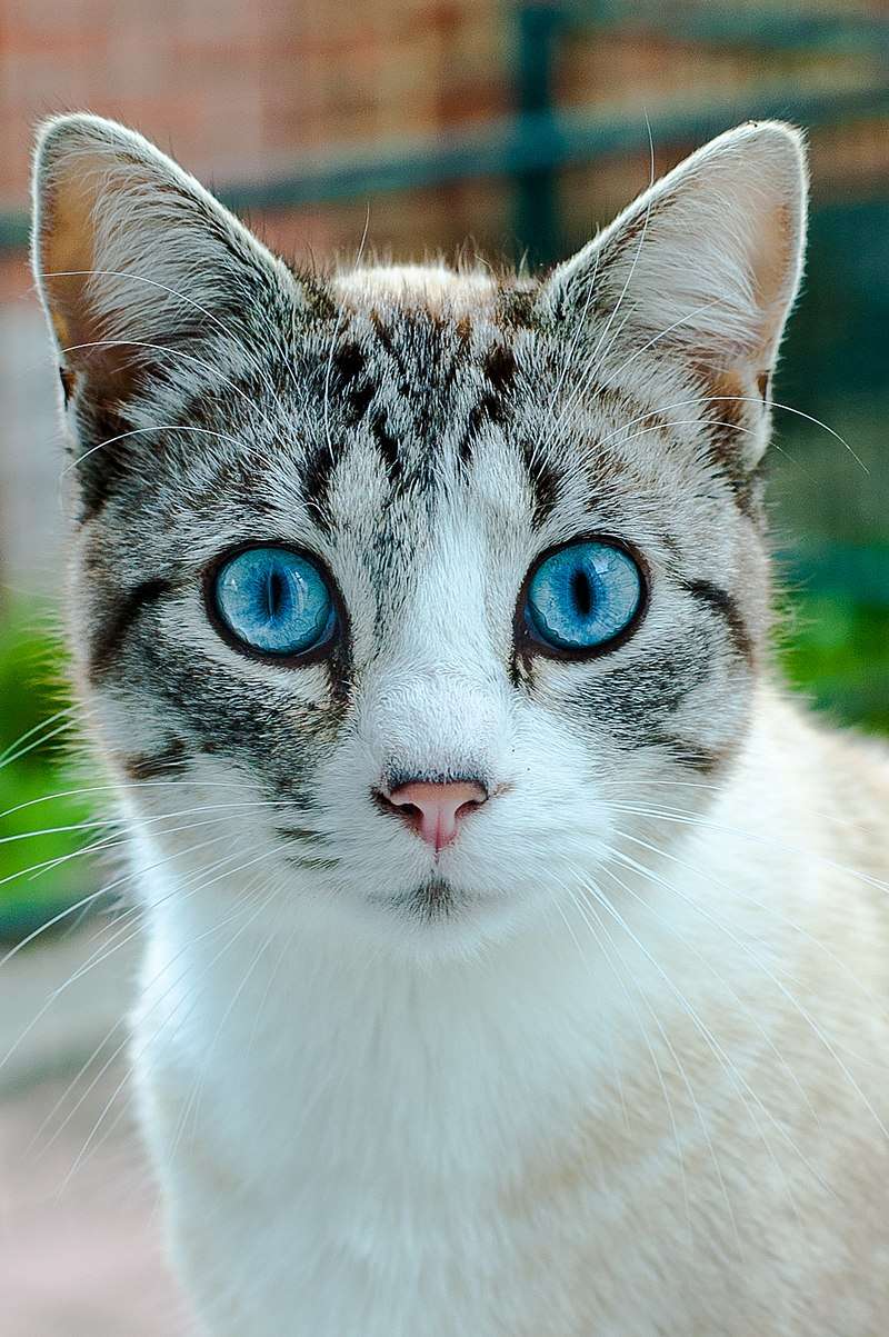 ojos-azules