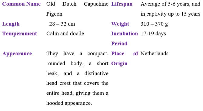 old-dutch-capuchine-pigeon TABLE