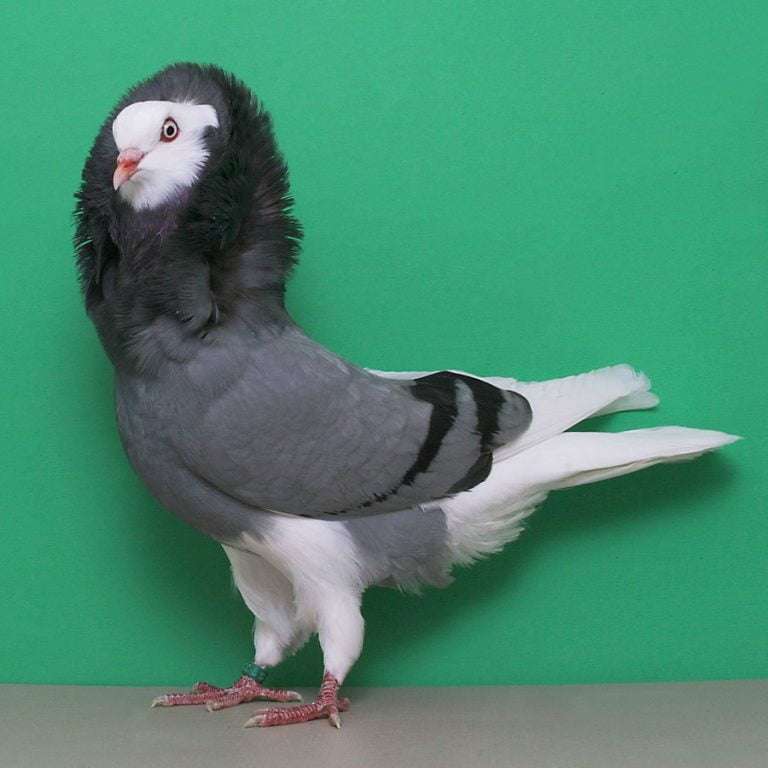 old-dutch-capuchine-pigeon.
