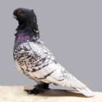 oriental-frill-pigeon