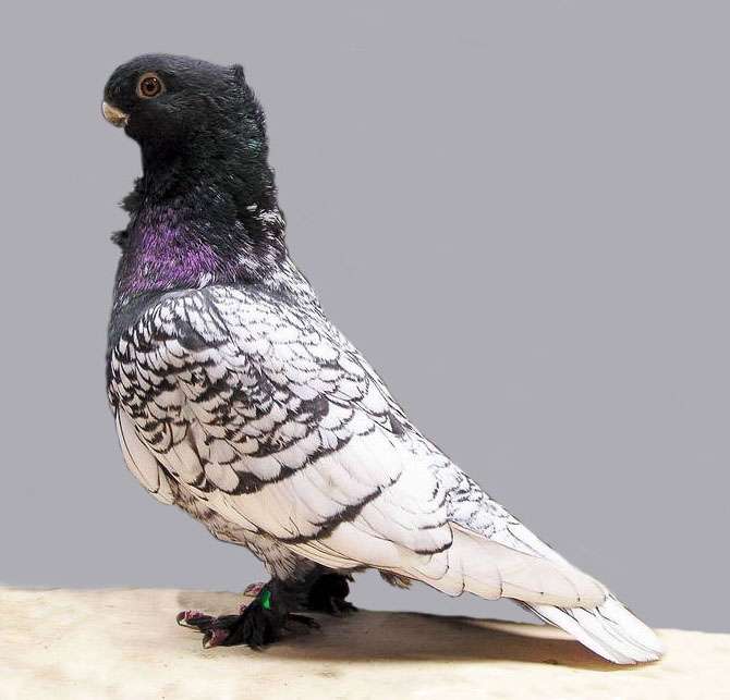 oriental-frill-pigeon