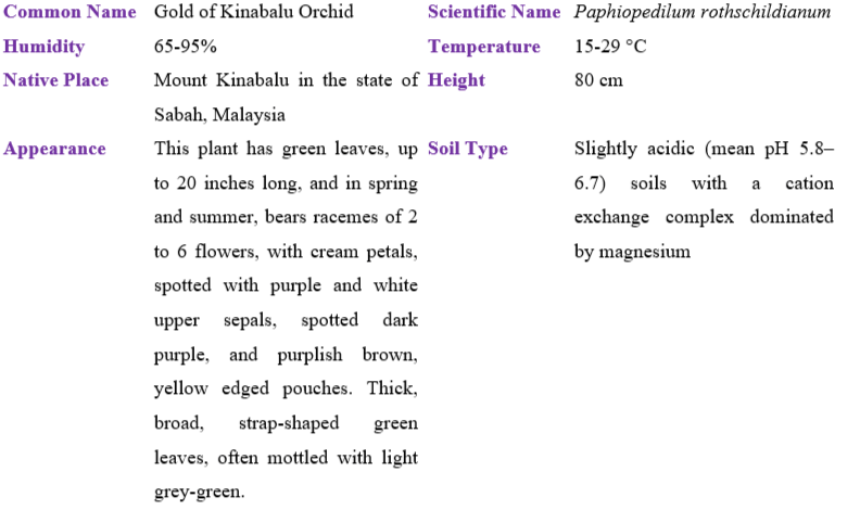 paphiopedilum-rothschildianum table