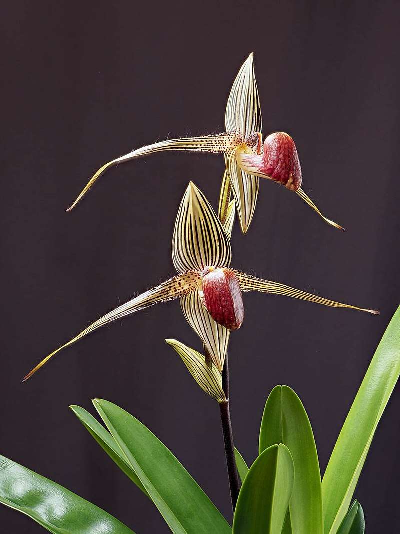 paphiopedilum-rothschildianum.