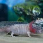 piebald-axolotl