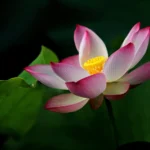 pink-lotus