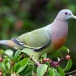 pink-necked-green-pigeon.