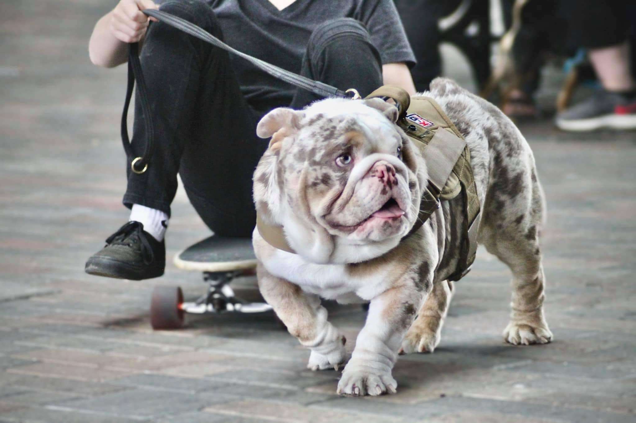 platinum-english-bulldog