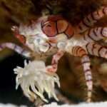 pom-pom-anemone-crab