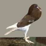 pouter-pigeon.