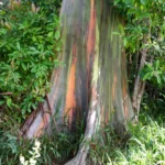 rainbow-eucalyptus.