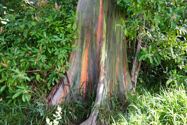rainbow-eucalyptus.