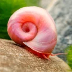 ramshorn-snail