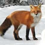 red-fox