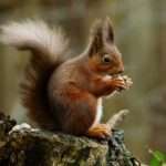 red-squirrel.