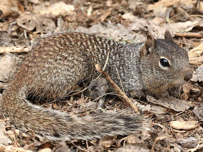 rock-squirrel