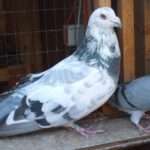 runt-pigeons