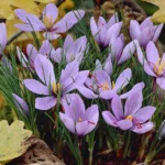 saffron-crocus.