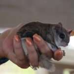 southern-flying-squirrel