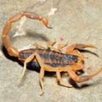 striped-bark-scorpion
