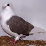 turbit-pigeon.