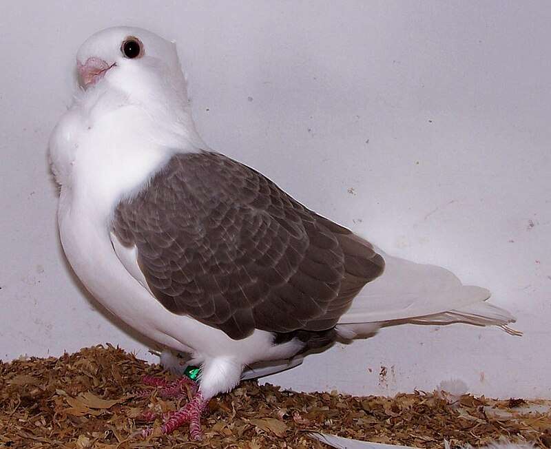 turbit-pigeon.