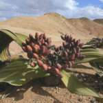 welwitschia-mirabilis
