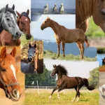 horses