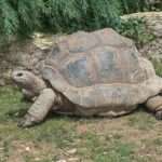aldabra-tortoise
