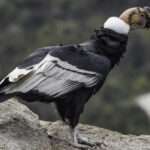 andean-condor