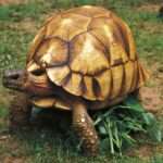 angonoka-tortoise