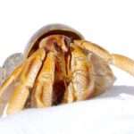 australian-hermit-crab.