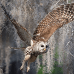 barred-owl