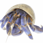 blueberry-hermit-crab