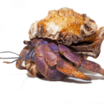 caribbean-hermit-crab.