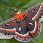 cecropia-moth