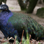 congo-peacock
