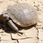 desert-tortoise