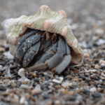 ecuadorian-hermit-crab