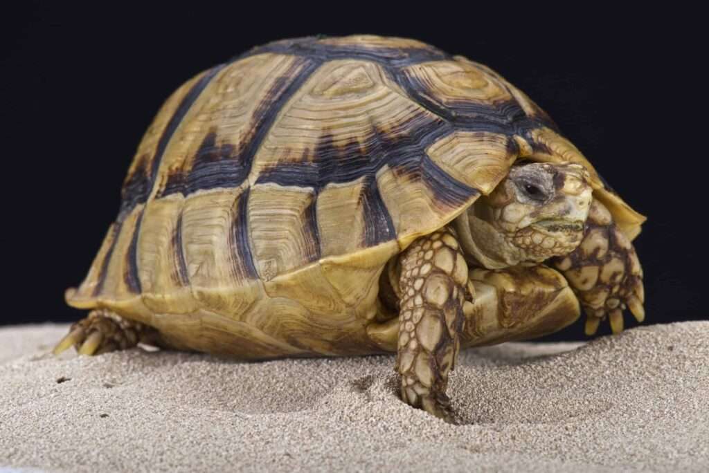 egyptian-tortoise