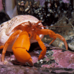 electric-orange-hermit-crab.