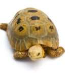 elongated-tortoise.