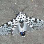 giant-leopard-moth