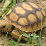 gopher-tortoise.